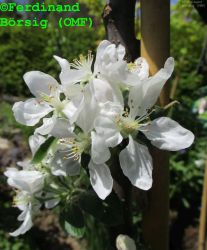 AromaspurRot_1