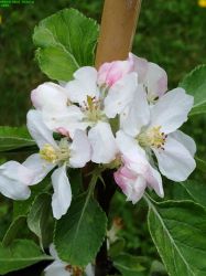 FinkenwerderHerbstprinz_1