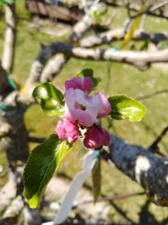 HolzapfelMalusSylvestris_1