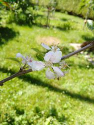 OregonOrenco_1