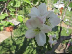 RoterEiserapfel_1