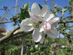 SeestermherZitronenapfel_1