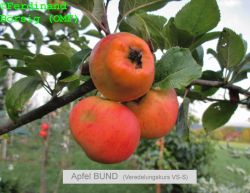 ApfelBUNDVeredelungskursVS_S_1