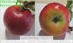 ApfelDbRingGerodet_1