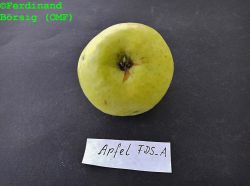 ApfelFDSA_2