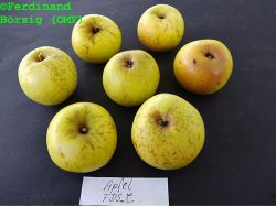 ApfelFDSC_1