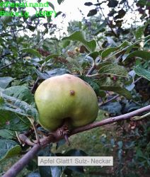 ApfelGlatt1SulzNeckar_1