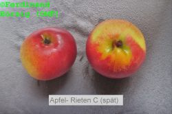ApfelRietenCspaet_2