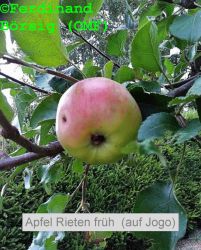 ApfelRietenfrueh_auf_Jogo_2