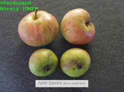 ApfelSandraWiese_Baumabgehend_1