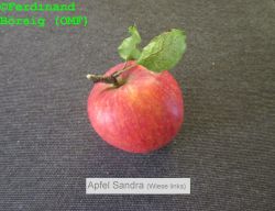 ApfelSandra_WieseLinks_1