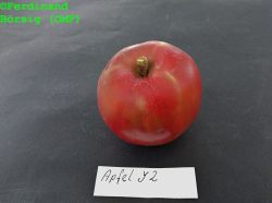 ApfelY2_1