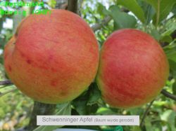 SchwenningerApfel_Jossif_1