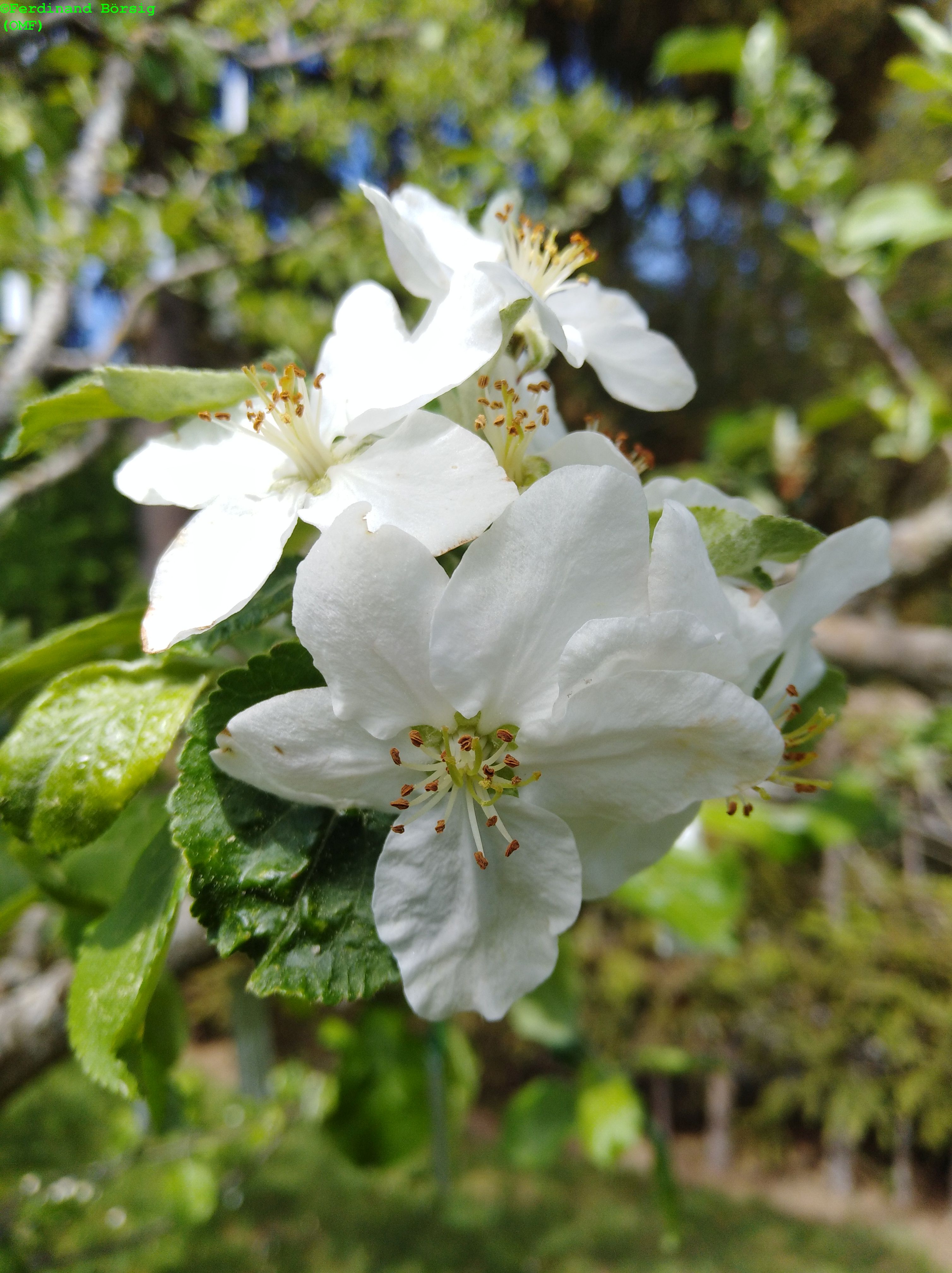 BoertlingerWeinapfel_1.jpg