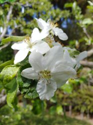 BoertlingerWeinapfel_1