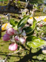 SeestermueherZitronenapfel_1