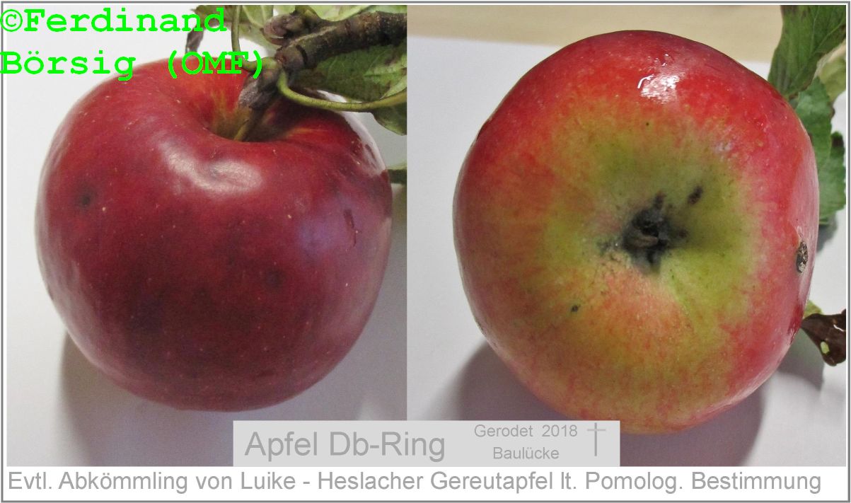 ApfelDbRingGerodet.jpg